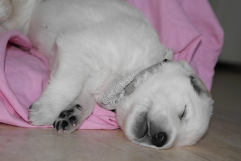 Etu beim schlafen Etu